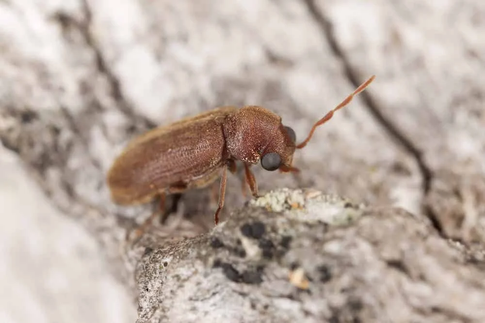 The Microwave Revolution in Woodworm Pest Control